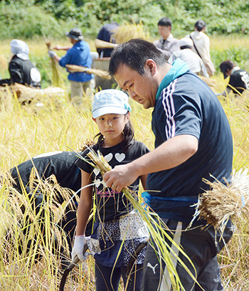 
People help to harvest rice in Koriyama, Fukushima Prefecture, in September last year. The event was organized by a sake brewery. | KYODO
                      