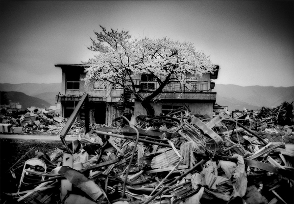 A cherry tree in bloom appears to rise out of debris left in the wake of a tsunami that struck the city of Ofunato, Iwate Prefecture, on March 11, 2011. | © James Whitlow Delano