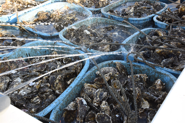 
Freshly harvested oysters sit on the dock near a fishery founded three years ago in Momonoura district in Ishinomaki, Miyagi Prefecture. | SATOKO KAWASAKI
                           