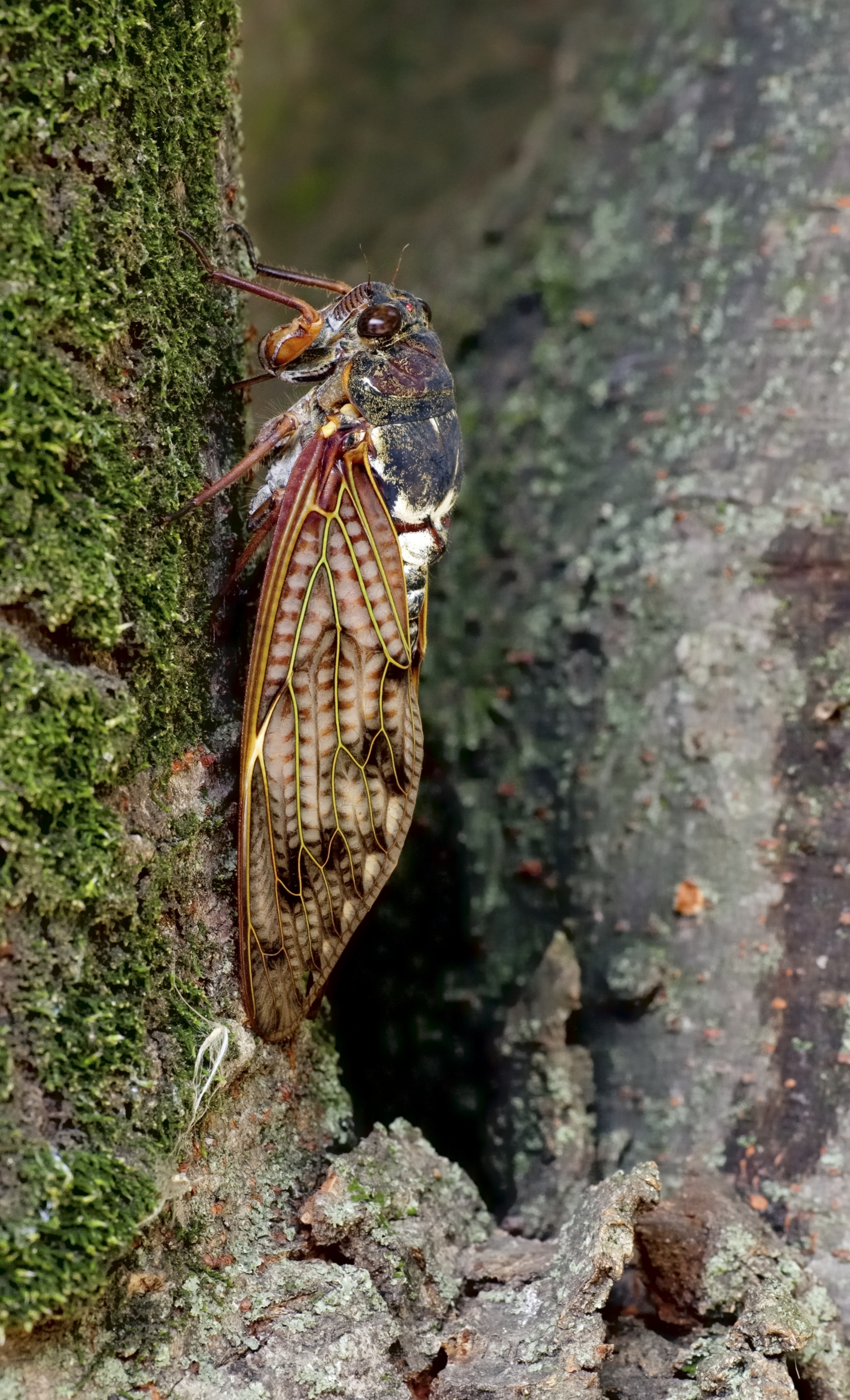 What’s a Japanese summer without the noisy cicada? Deep reads from