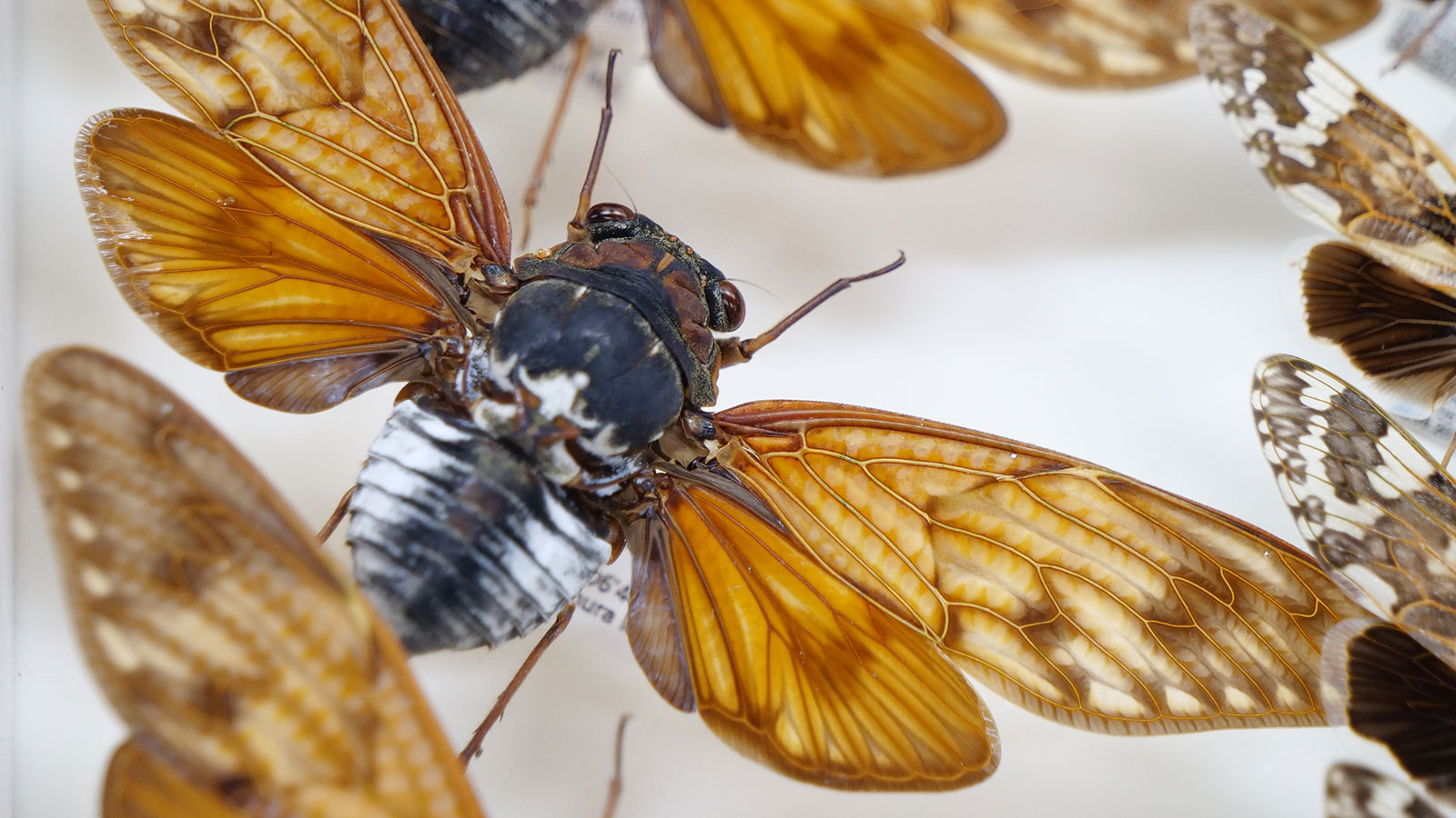 What s a Japanese summer without the noisy cicada? Deep reads from