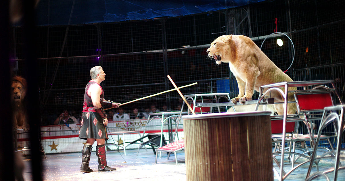 Under the big top of Japan's Kinoshita Circus