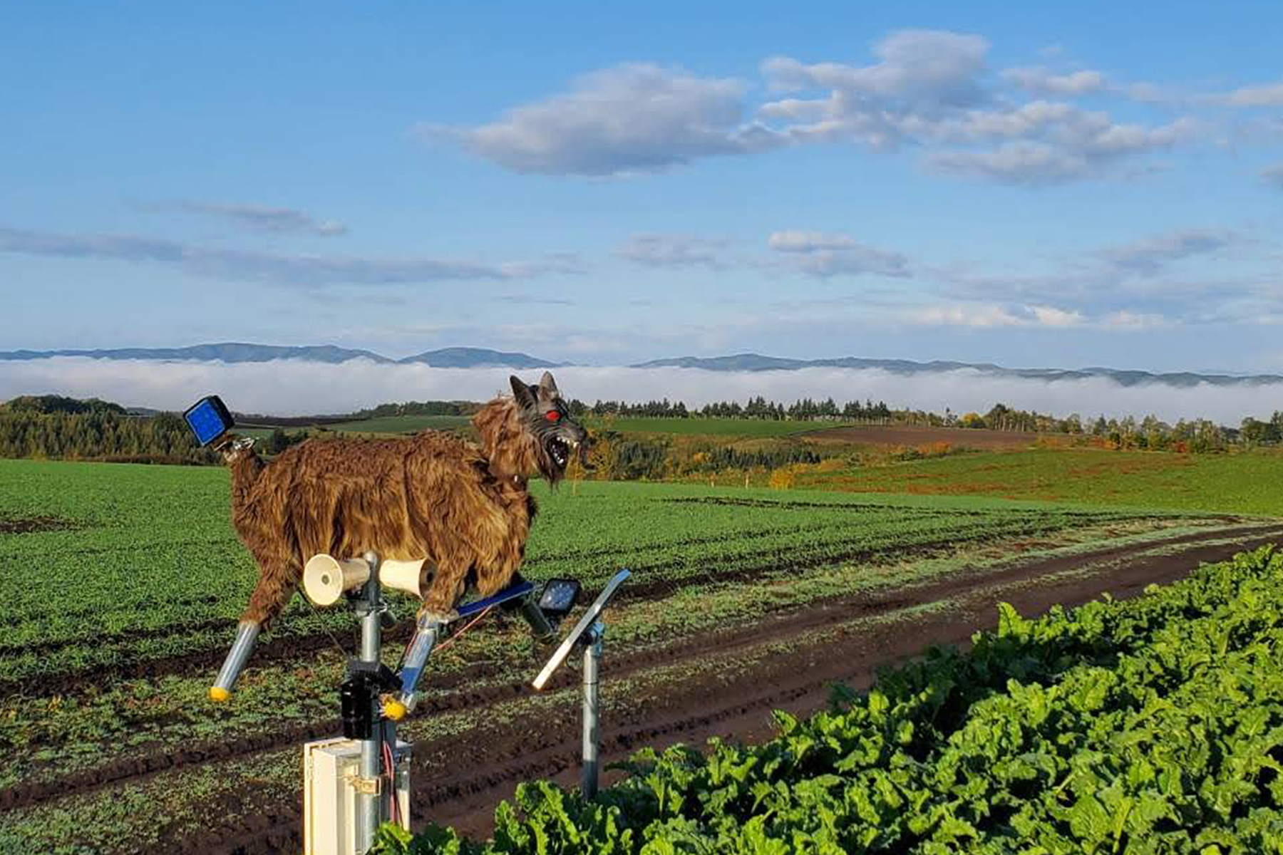 A Monster Wolf robot installed by a farm in Hokkaido | COURTESY OF WOLF KAMUY